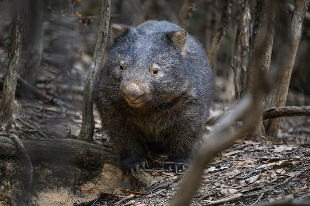 common-wombat-9516793.jpg