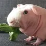 biniiu.