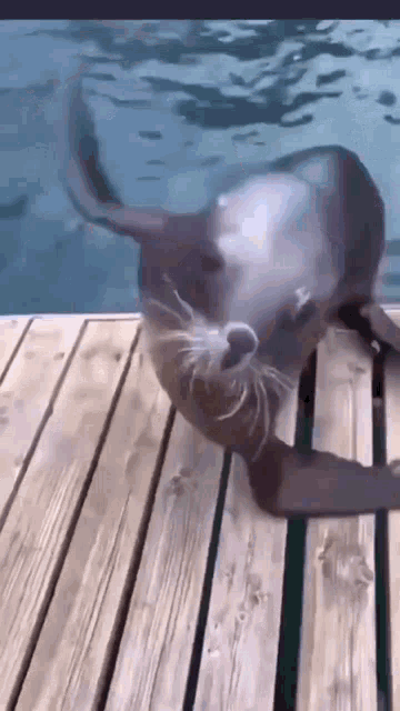 seal-dance.gif