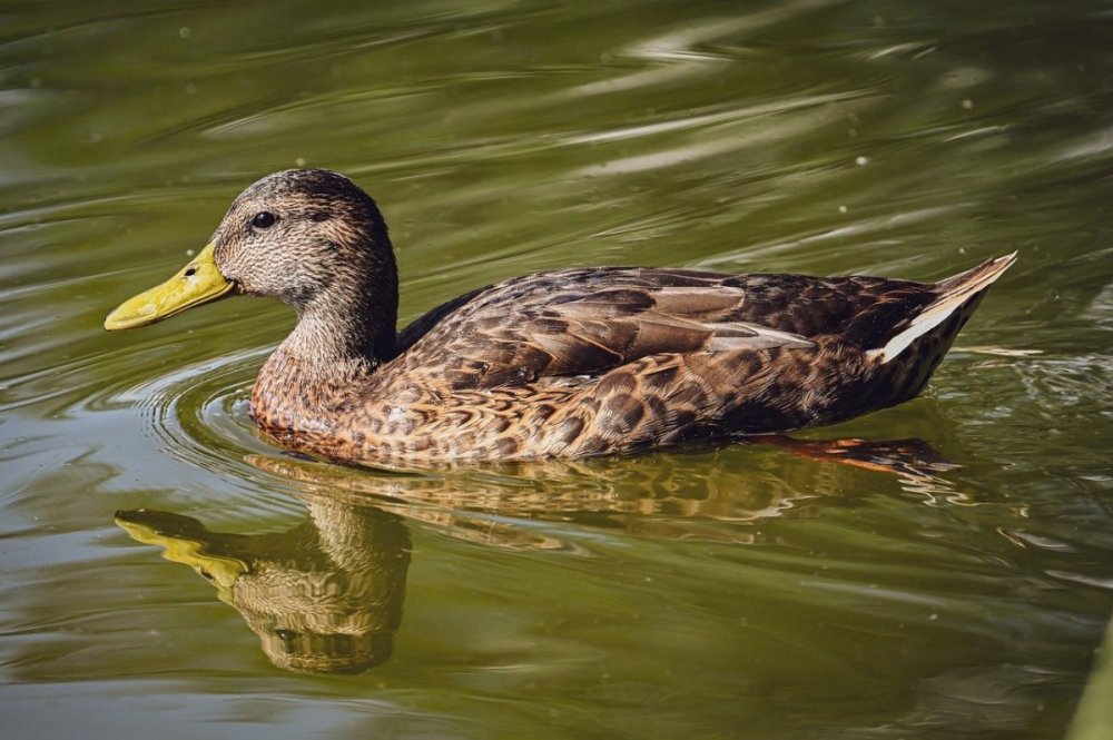 duck-9715703.jpg