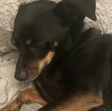 machudog