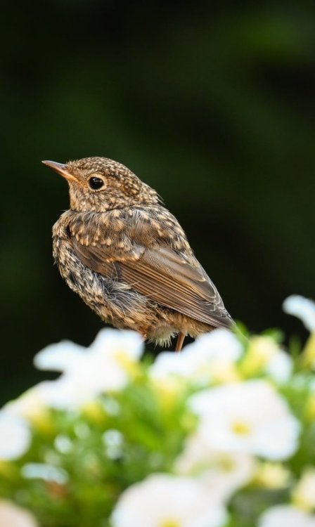 robin-9887645.jpg