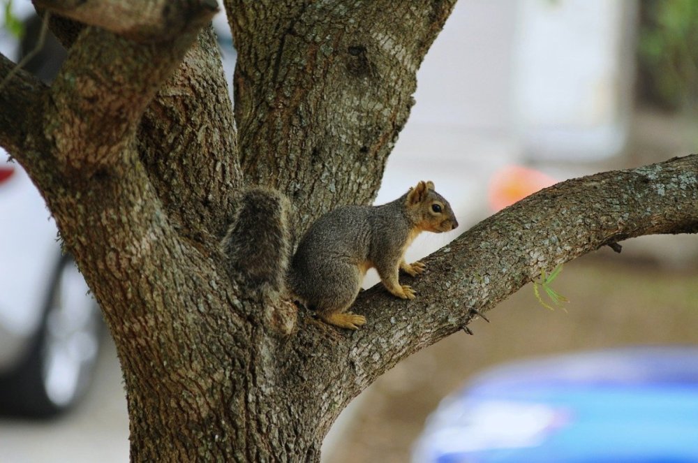 squirrel-9887861.jpg